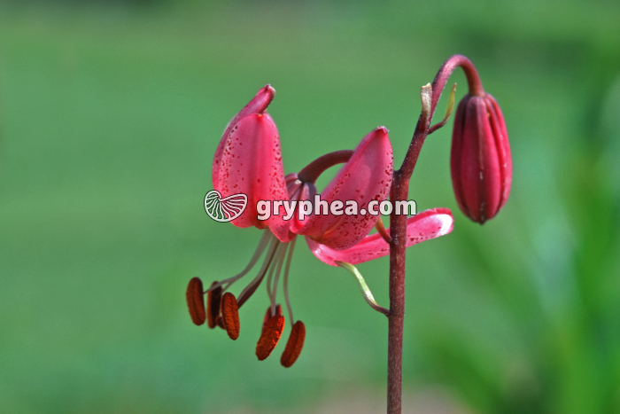 Lys martagon - fleur - gryphea.org